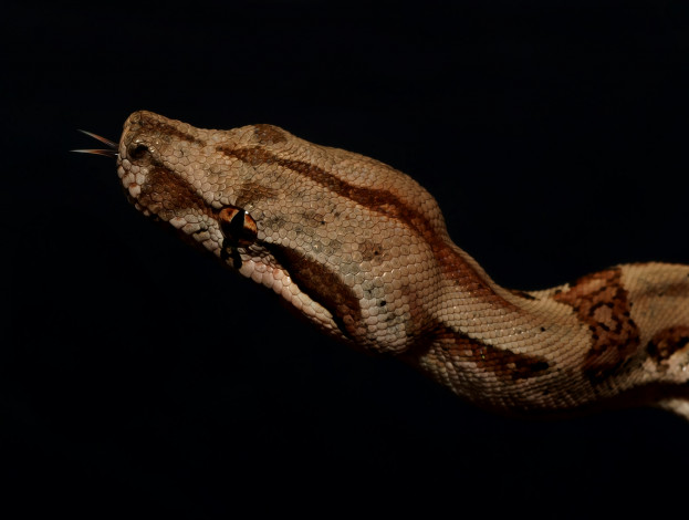 Обои картинки фото boa constrictor, животные, змеи,  питоны,  кобры, удав