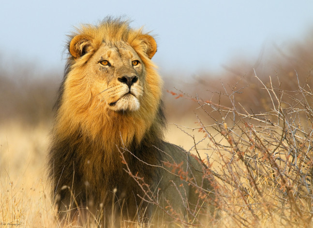 Обои картинки фото животные, львы, африка, лев, кусты