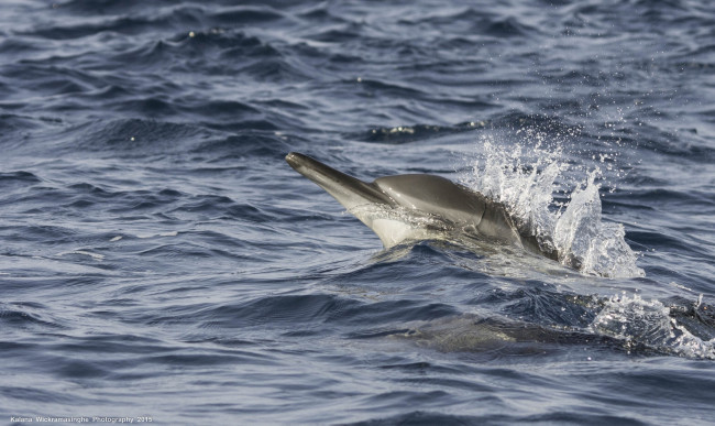 Обои картинки фото животные, дельфины, брызги, движение, волны, море