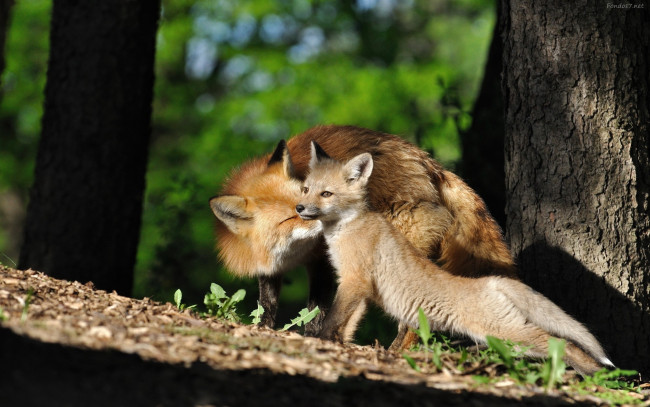 Обои картинки фото животные, лисы, лиса