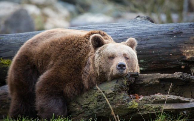 Обои картинки фото животные, медведи, отдых, бурый, медведь, трава, бревна