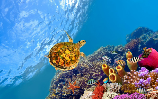 Обои картинки фото животные, разные вместе, черепаха, рыбы, кораллы, морская, звезда, океан, под, водой