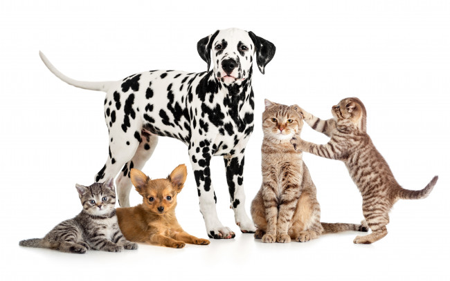 Обои картинки фото животные, разные вместе, щенок, котенок, кот, собака, чихуахуа, далматин