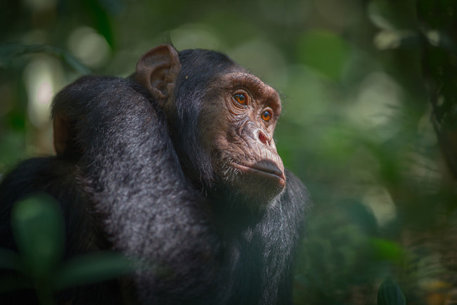 Обои картинки фото животные, обезьяны, африка, южная, уганда, национальный, парк, кибале, шимпанзе, обезьяна, джунгли