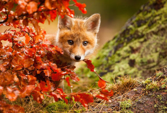 Картинка животные лисы осень лисенок листва лиса лис