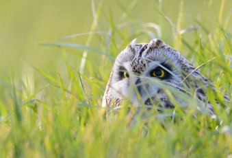 Картинка животные совы сова свет взгляд трава