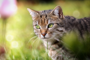 Картинка животные коты взгляд мордочка портрет кот кошка