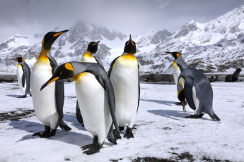 обоя животные, пингвины, снег, королевские, пингвин, горы