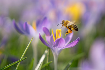 Картинка животные пчелы +осы +шмели макро цветы пчела весна крокусы