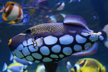 Картинка животные рыбы рыба цвет пятна подводный мир