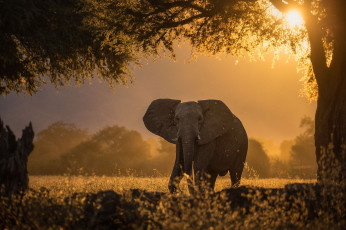 обоя животные, слоны, слон, свет, солнце, дерево, деревья
