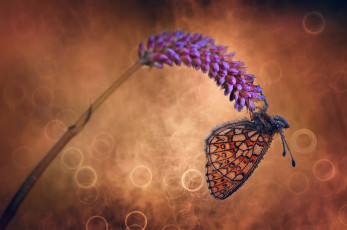 Картинка животные бабочки +мотыльки +моли капли цветок макро свет боке бабочка роса