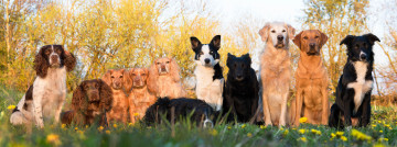 Картинка животные собаки коллективное фото много