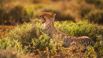 Картинка животные гепарды зубы свет хищник зевает гепард пасть