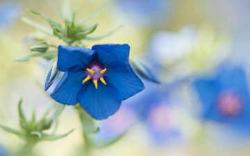 Картинка цветы луговые+ полевые +цветы бутон синий цветок