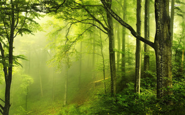Картинка природа лес туман