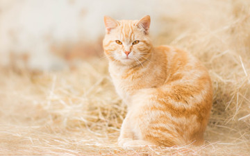 Картинка животные коты рыжая рыжий кот сено кошка взгляд