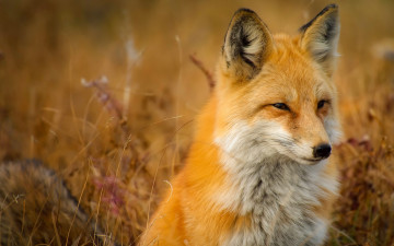 Картинка животные лисы былинки травинки дикая природа рыжая лиса морда взгляд портрет