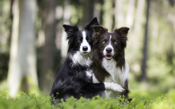 Картинка животные собаки парочка природа боке две обнимашки друзья