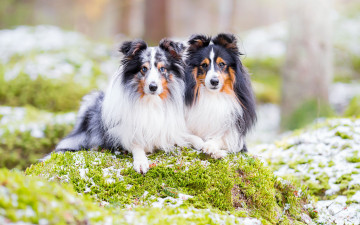 Картинка животные собаки шетландская овчарка шелти парочка природа
