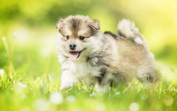 Картинка животные собаки собака трава боке щенок малыш