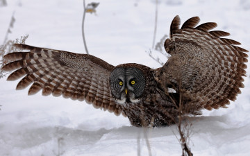 Картинка животные совы крылья сова снег взгляд зима