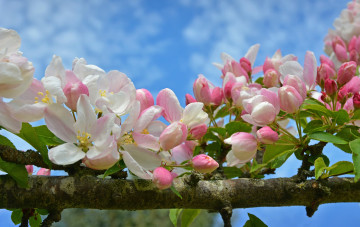 Картинка цветы цветущие+деревья+ +кустарники весна макро ветка яблоня цветение цветки бутончики