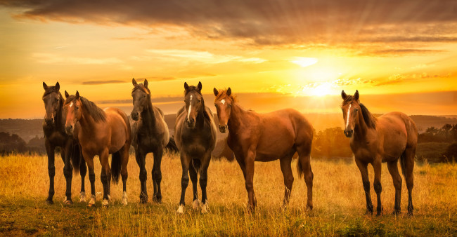 Обои картинки фото животные, лошади, луг, кони, закат