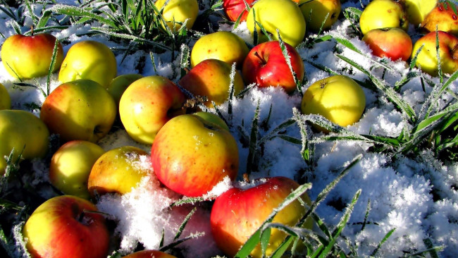 Обои картинки фото еда, Яблоки, яблоки, снег, трава