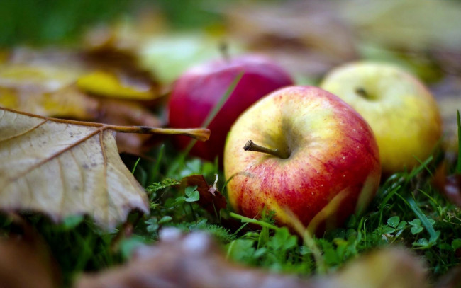 Обои картинки фото еда, Яблоки, яблоки, листья, осень