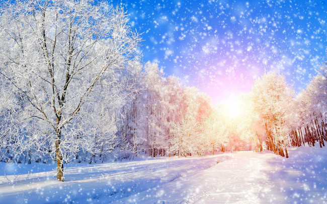 Обои картинки фото природа, зима, иней, деревья, снег