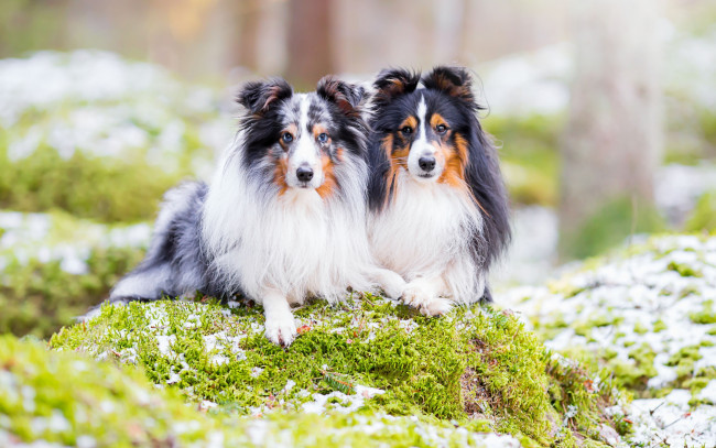 Обои картинки фото животные, собаки, шетландская, овчарка, шелти, парочка, природа