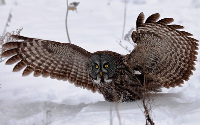 Обои картинки фото животные, совы, крылья, сова, снег, взгляд, зима