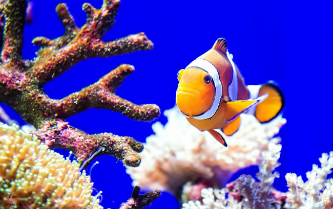 Обои картинки фото животные, рыбы, океан, море, цвет, рыба, кораллы