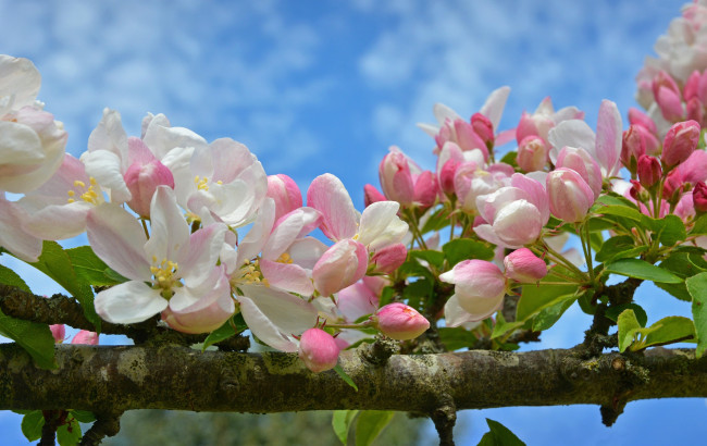 Обои картинки фото цветы, цветущие деревья ,  кустарники, весна, макро, ветка, яблоня, цветение, цветки, бутончики