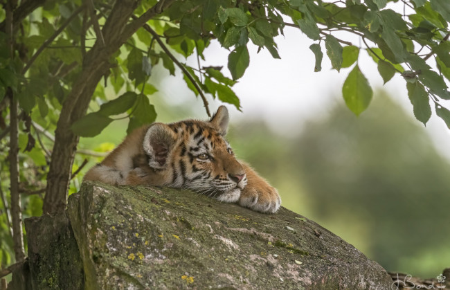 Обои картинки фото животные, тигры, тигр, дерево, камень, тигрёнок