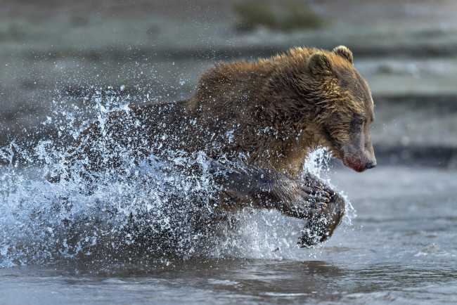Обои картинки фото животные, медведи, бег, медведь, вода, брызги