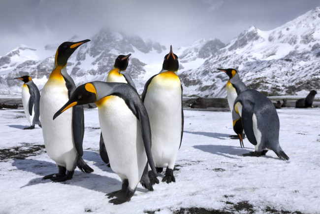 Обои картинки фото животные, пингвины, снег, королевские, пингвин, горы