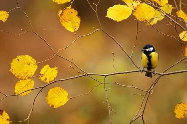 Обои картинки фото животные, синицы,  лазоревки, птица, осень, синица, листва, ветка