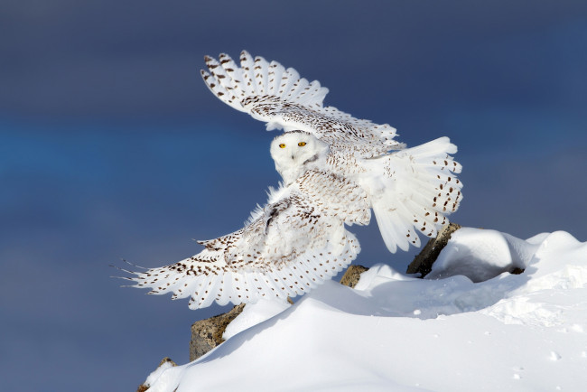 Обои картинки фото животные, совы, сова, снег, зима, белая, полярная, крылья
