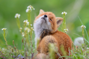 Картинка животные лисы цветы природа поза лиса сидит лисенок чешется