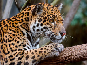 Картинка животные Ягуары хищник кошка ветка