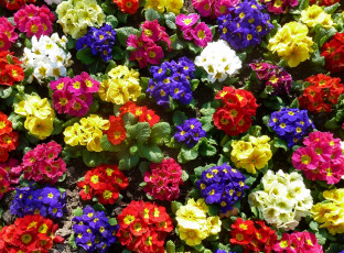 Картинка цветы примулы кустики разноцветный