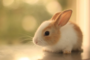 Картинка животные кролики зайцы усы кролик пушистый уши взгляд