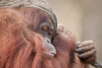 Картинка животные обезьяны орангутан