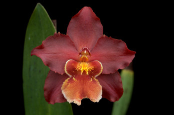 Картинка цветы орхидеи экзотика лепестки красный