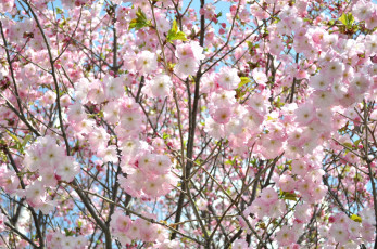 Картинка цветы сакура вишня розовый ветки нежность