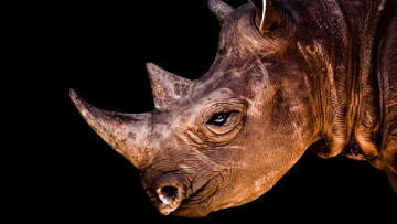 Картинка животные носороги носорог морда