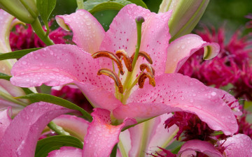 Картинка цветы лилии лилейники капли лепестки тычинки пестики листья стебли лилия розовая роса