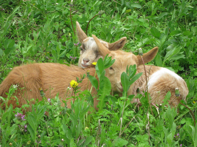 Обои картинки фото животные, козы, трава